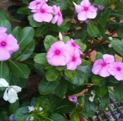 Holiday home Exclusive House *